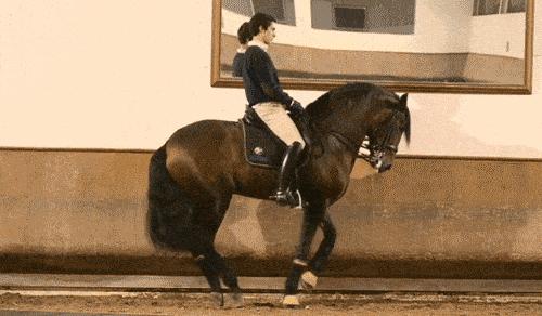 汗血宝马是土库曼斯坦国宝,汗血宝马是土库曼斯坦的国宝