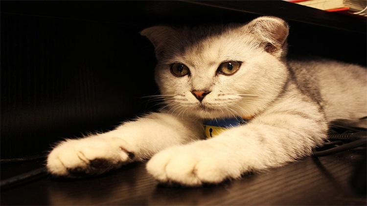 一个小方法，治好猫咪的抑郁症