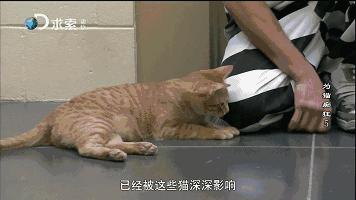 玄学靠谱还是科学靠谱,女人养猫与玄学有关吗