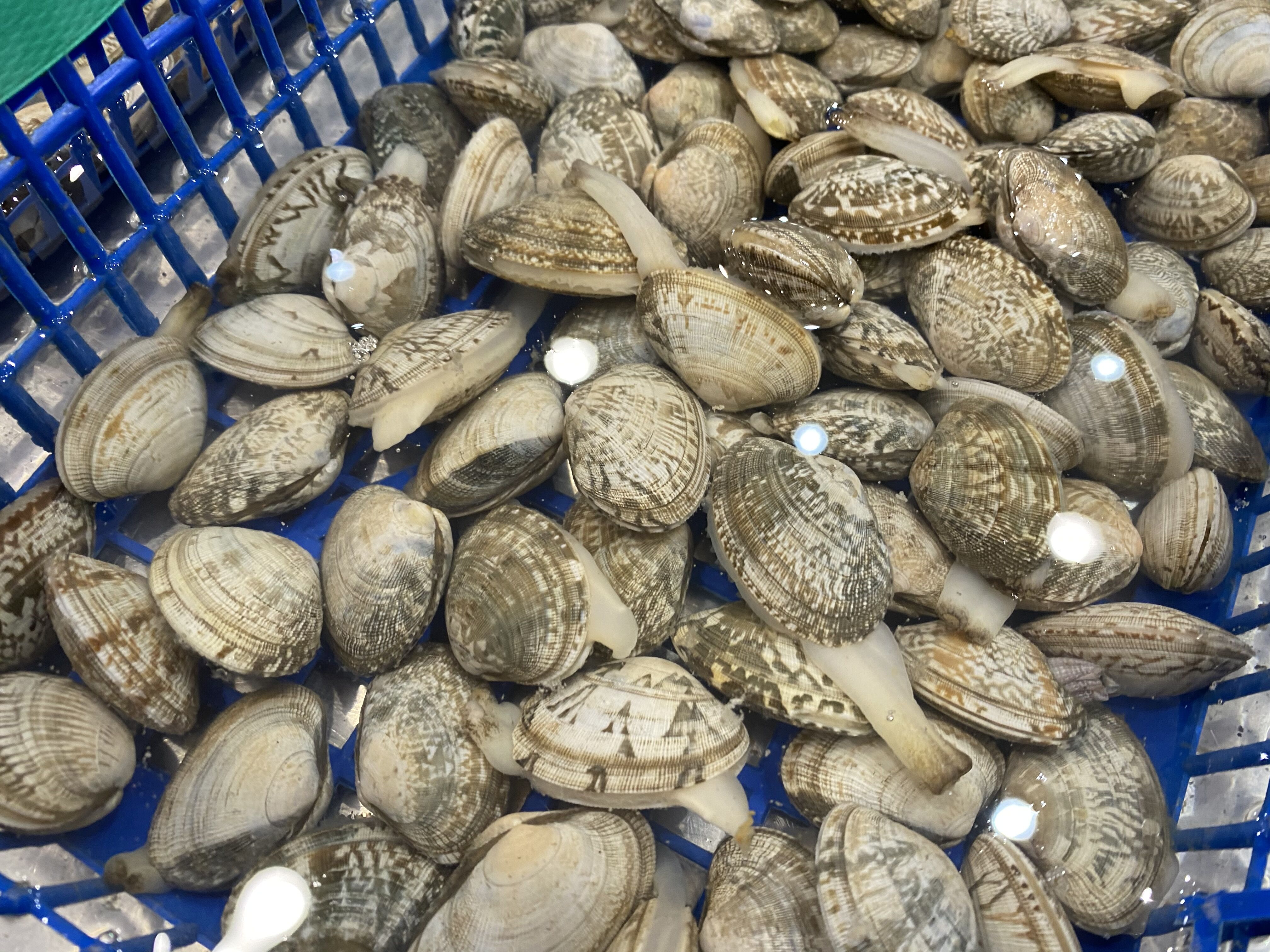 炒花蛤必须焯水吗,炒花蛤需要焯水吗