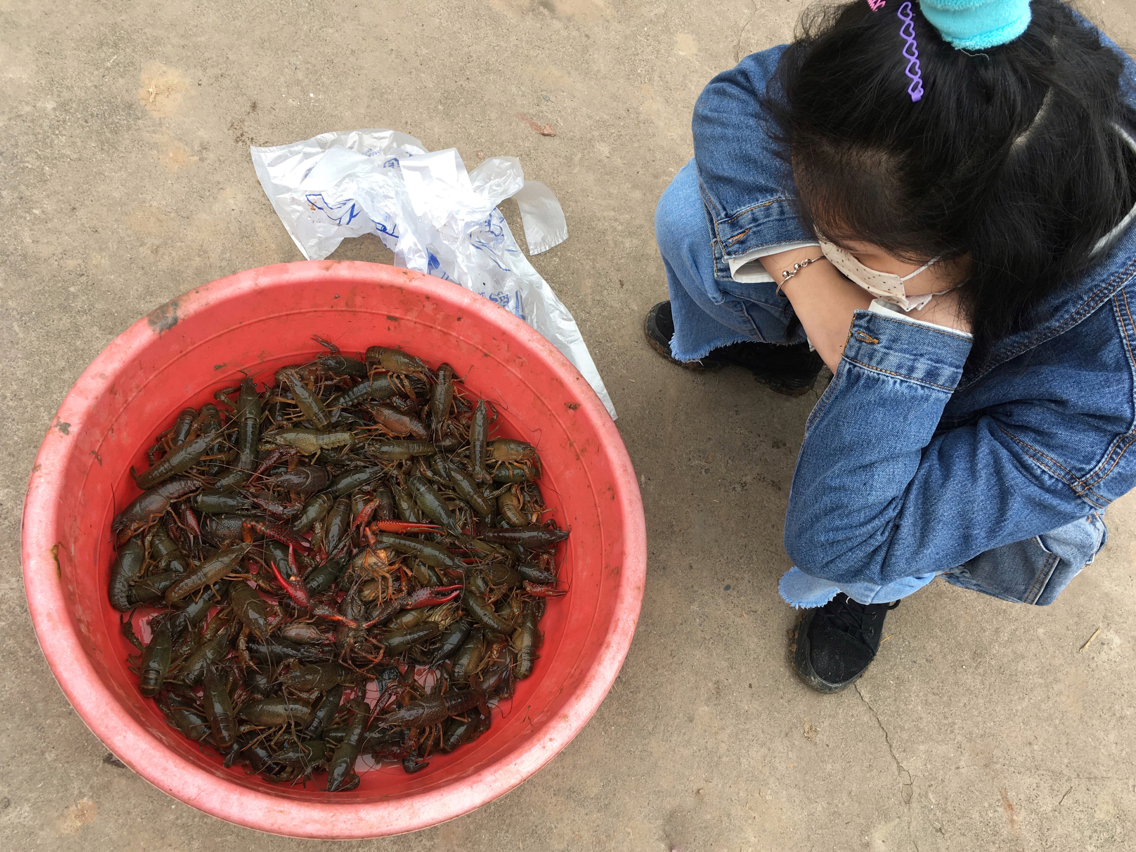 钓龙虾的季节开始了,钓龙虾起竿的时候龙虾会跑