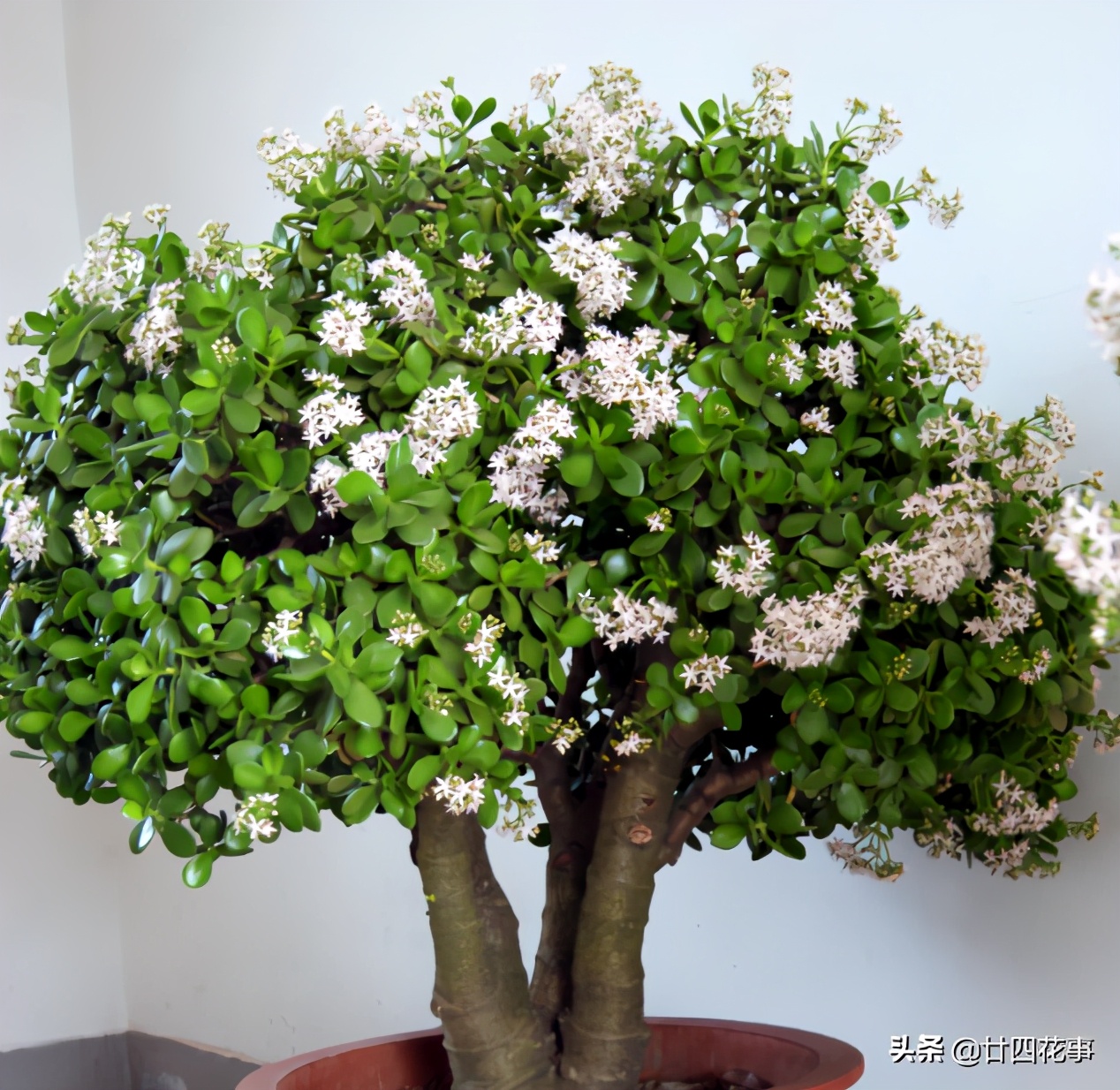 适合懒人养的四季花苗,这10种花越贱养越疯长