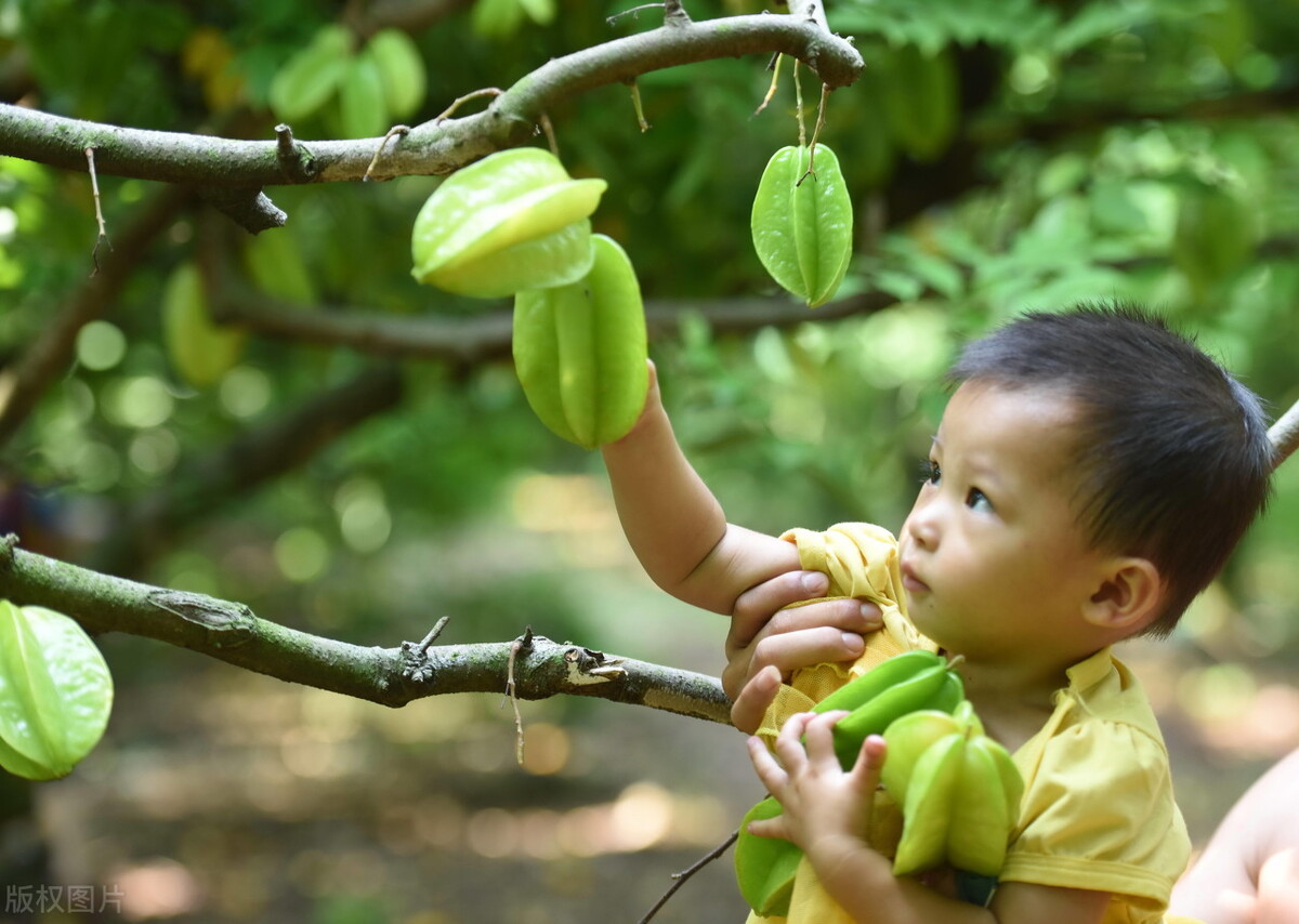杨桃是热性还是凉性水果,杨桃是凉性还是热性水果
