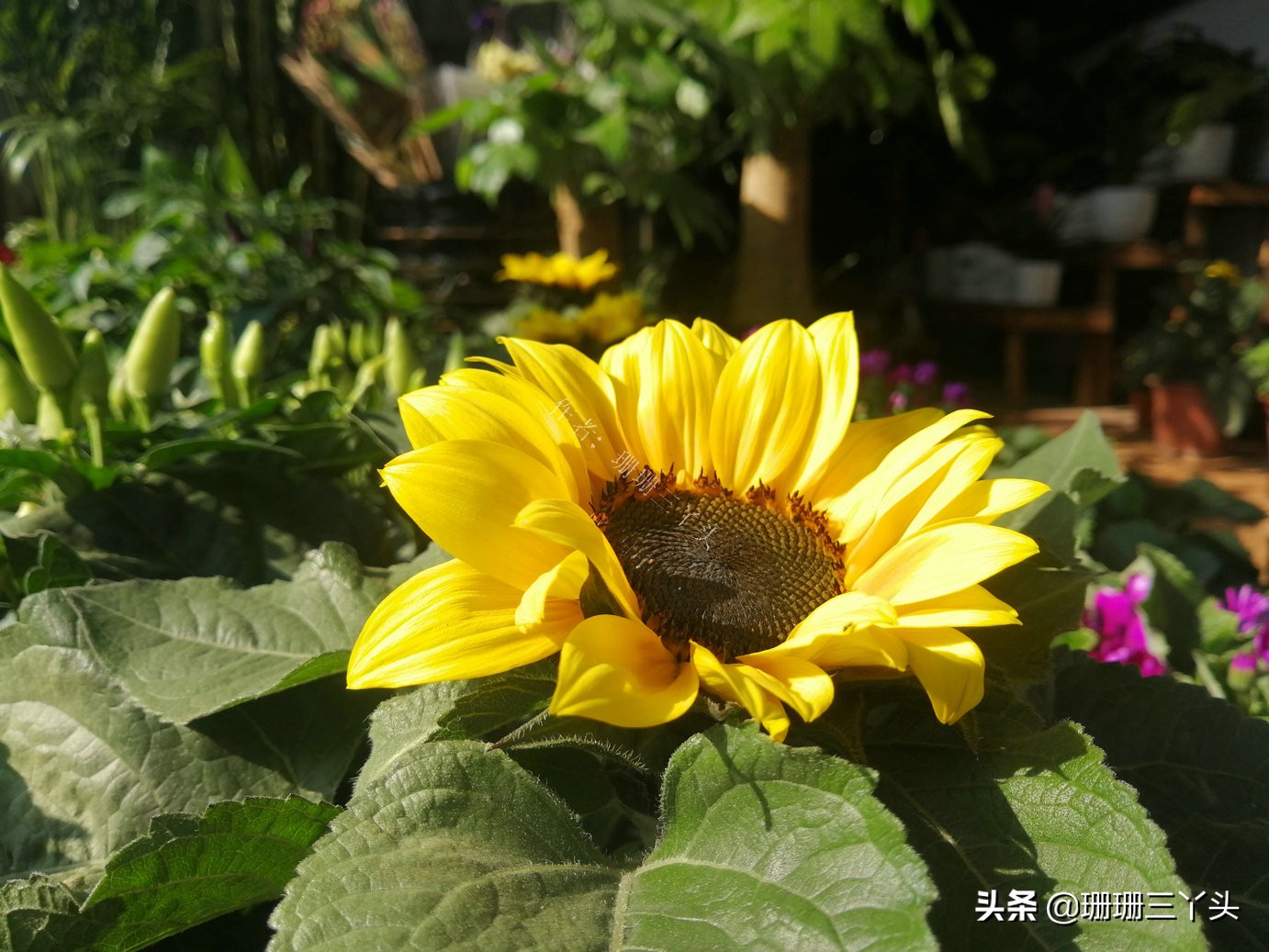 广州火炉山农家乐窑鸡,火炉山哪家农庄最好