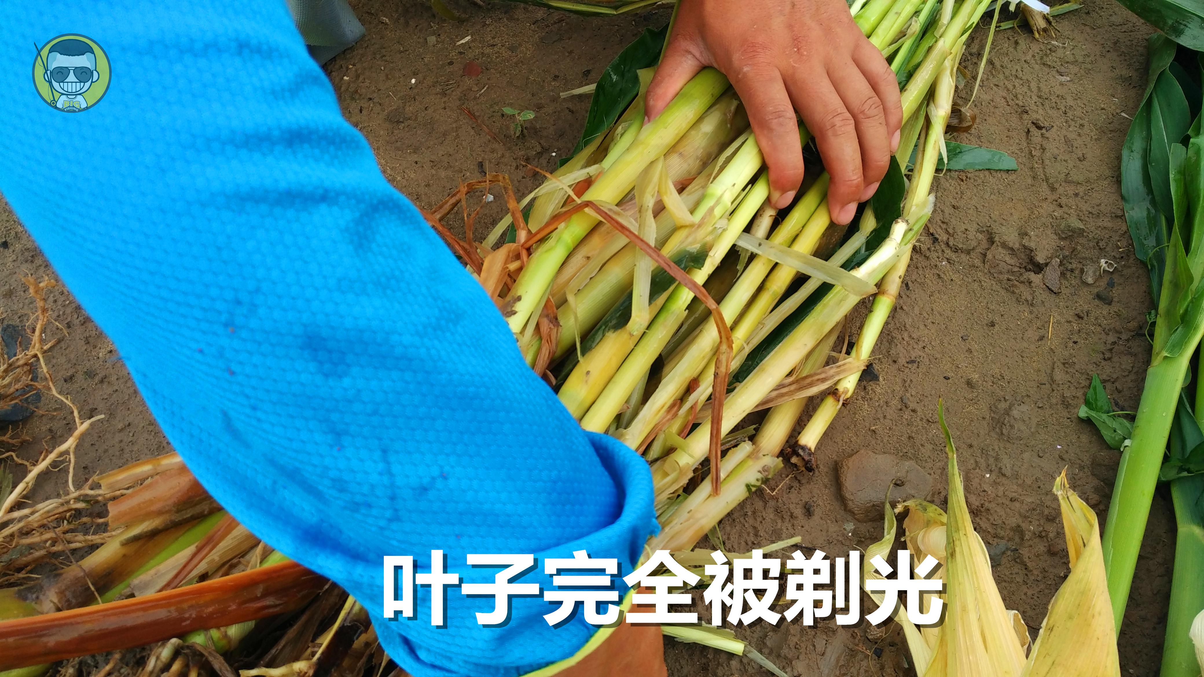 草鱼窝料水库,夏季专攻草鱼的窝料