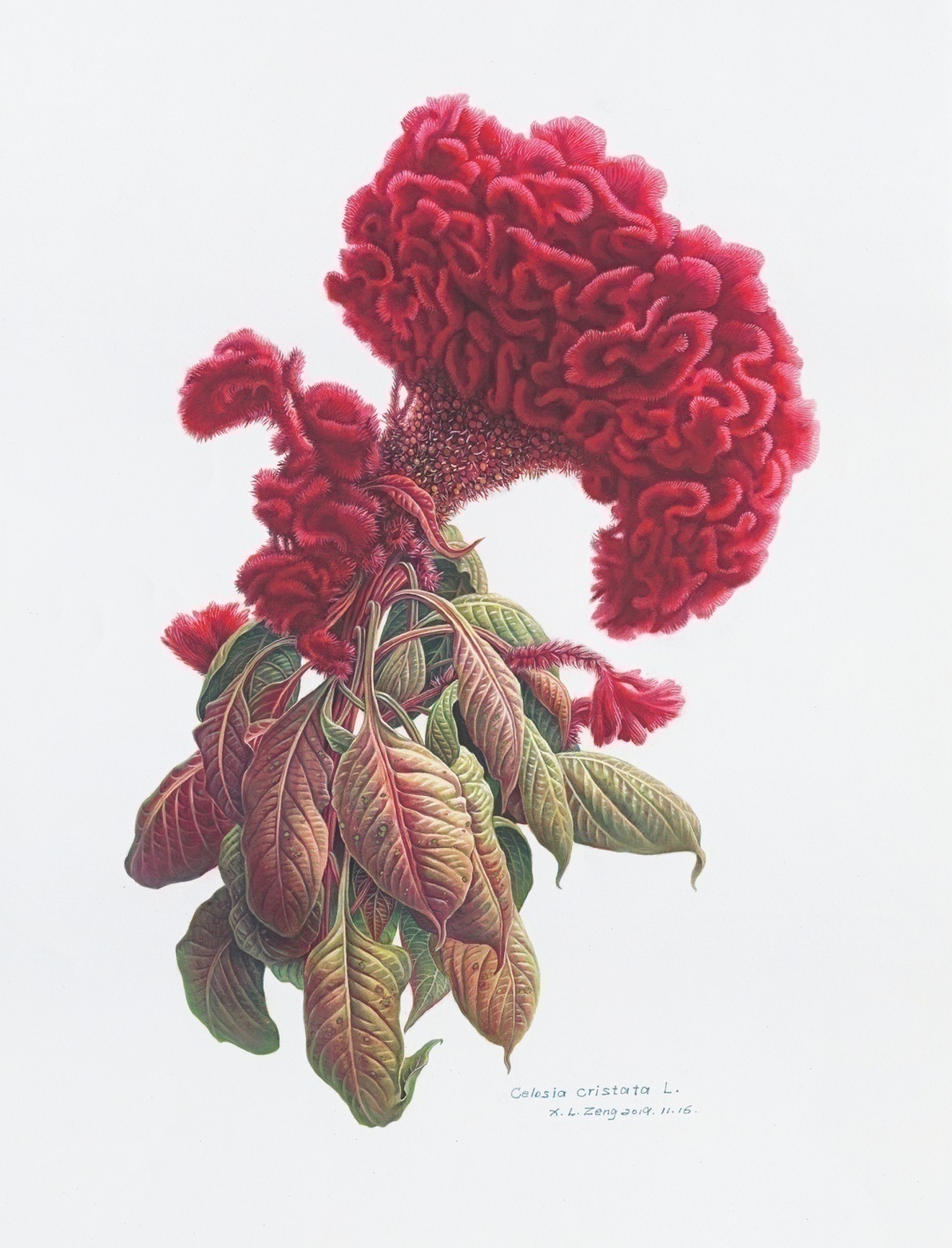 濒危稀有植物绘画,八大濒危珍稀植物