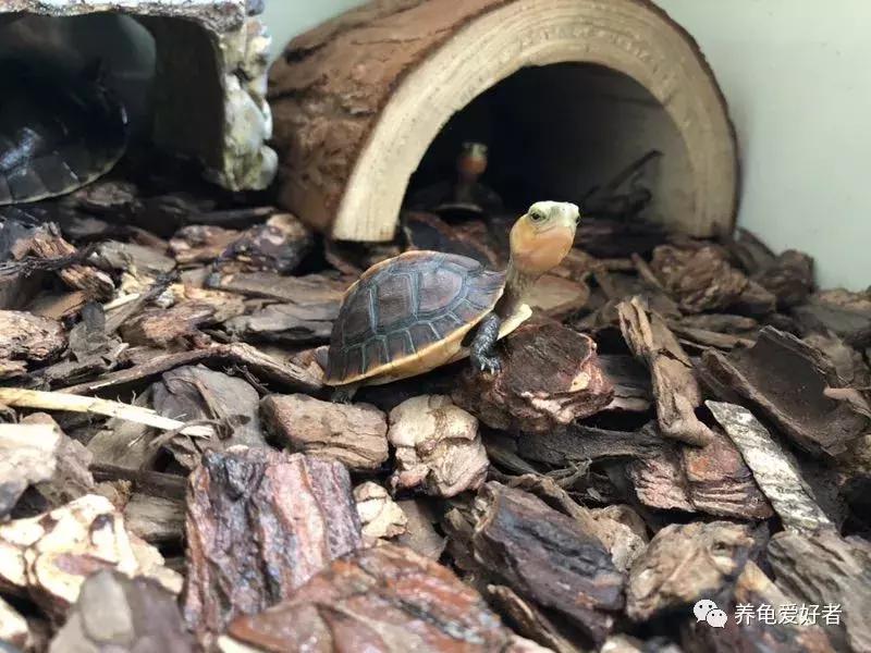 乌龟咬尾怎么办,乌龟咬鱼有什么办法