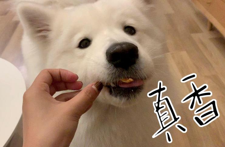 这几种食物会让狗狗身体坏掉,喂食的六大禁忌