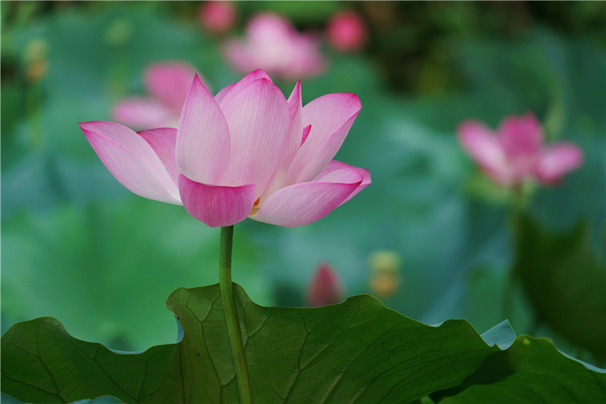 听评弹江南古镇的夜晚,苏州听评弹一日游