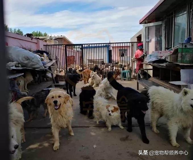 救了一只快要饿死的流浪狗,饥荒一大群猎狗来了怎么办