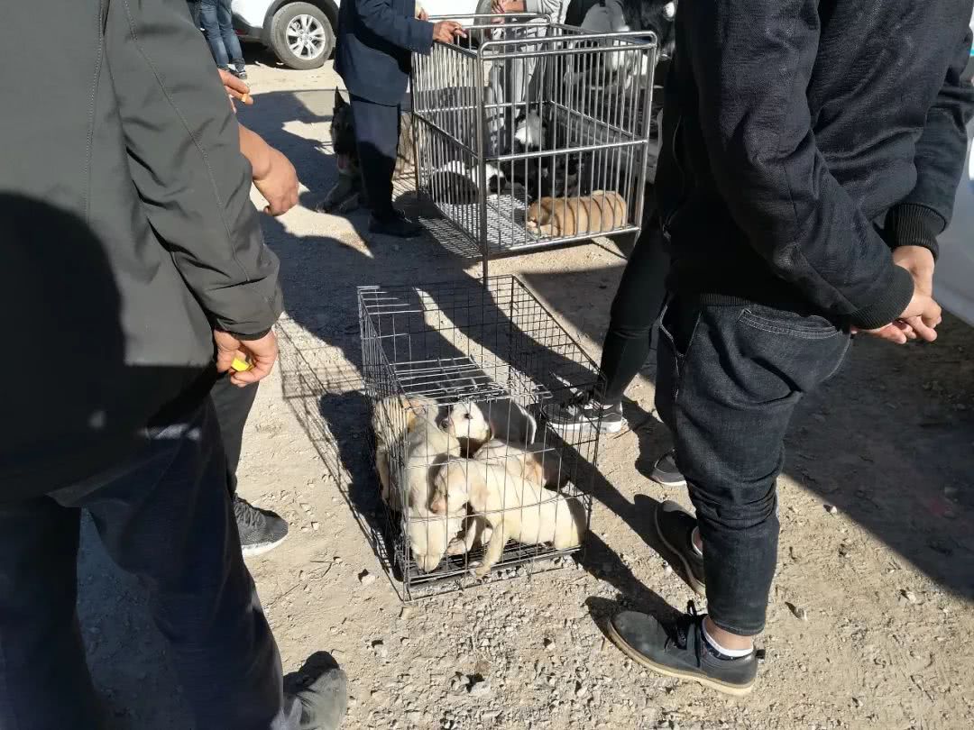 睢宁狗市拉布拉多幼犬多少钱一只,郑州狗市一只拉布拉多幼犬多少钱