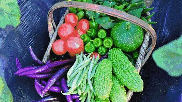 在农村靠种菜发家致富有多难,农村种菜一年赚8万