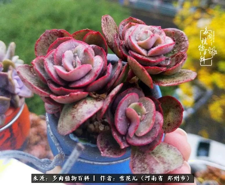 我的多肉乐园,多肉三寸阳台效果图