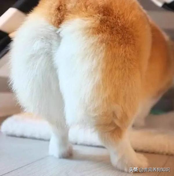 狗狗肛门腺不挤，主人狗狗都难受，到底怎么帮狗狗挤呢？