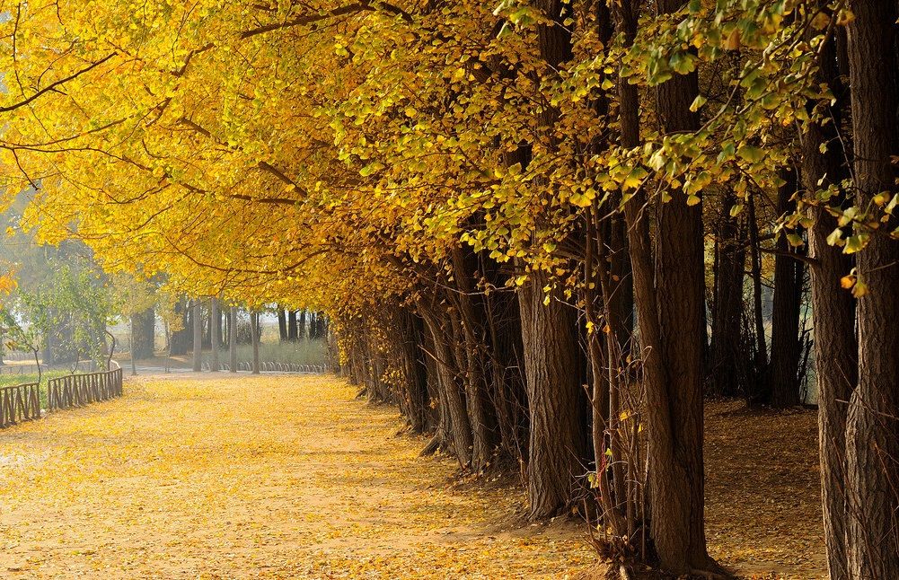 盘点史上最全中国各城市市花,中国各个地方的市花