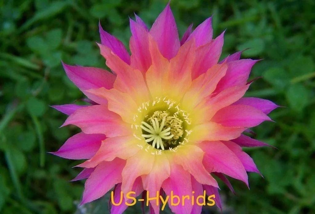 100种仙人球花图片,100种仙人球的品种视频