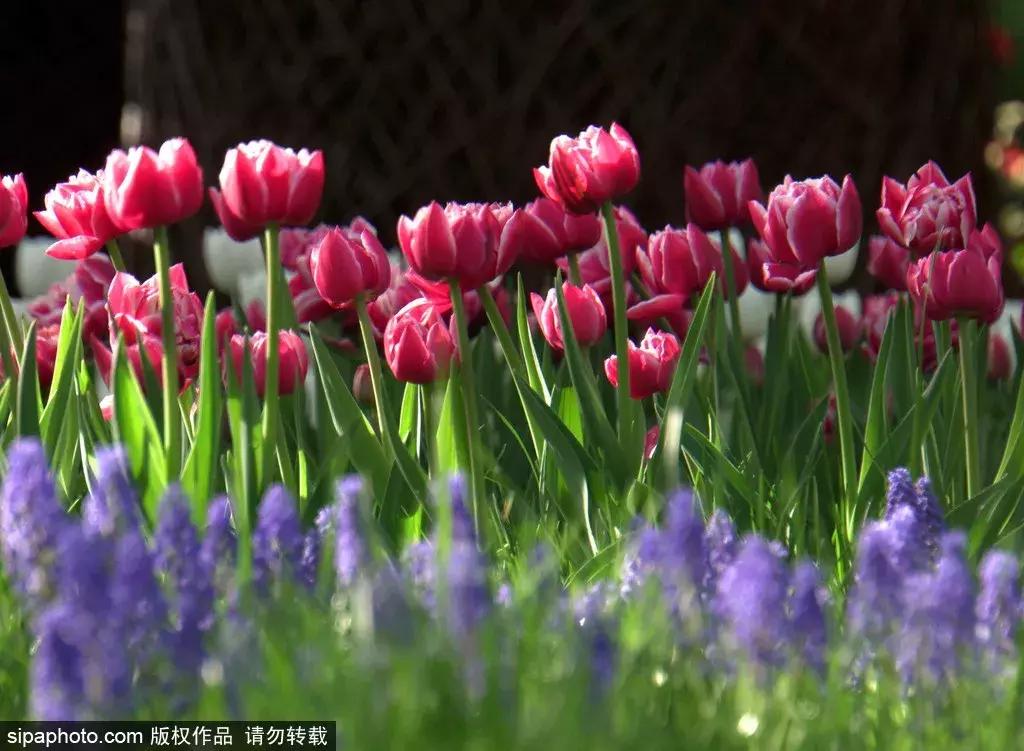 荷兰郁金香花海,不出北京游世界