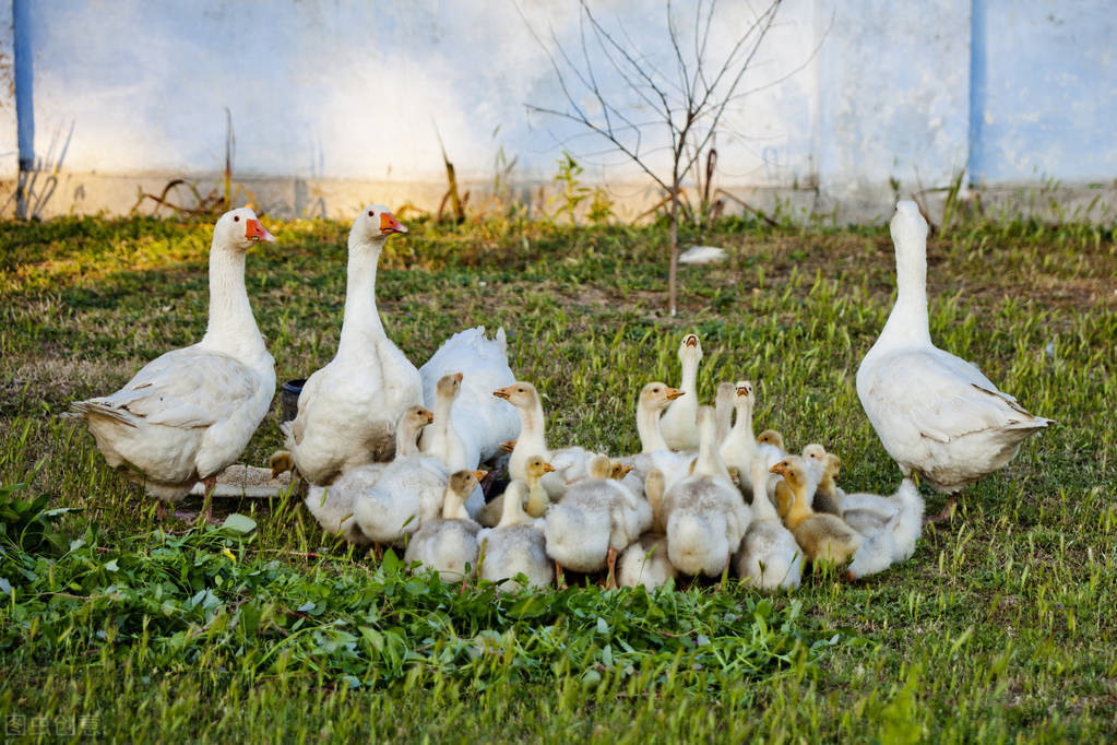 农村办理农场怎样申请,60亩山地果园可以申请家庭农场吗