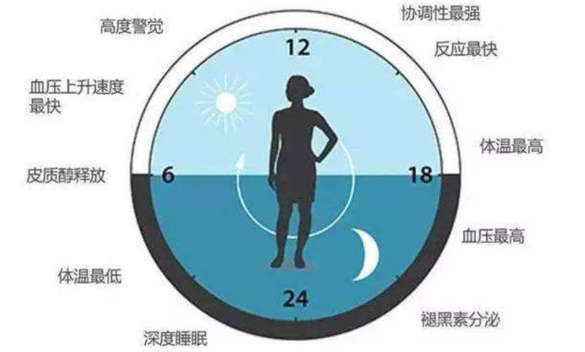 全球公认最健康的作息时间表图,全世界公认的最健康的作息时间