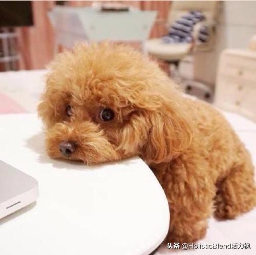 泰迪狗咳嗽气喘久治不愈,主人请来专家:它没病,是装的!