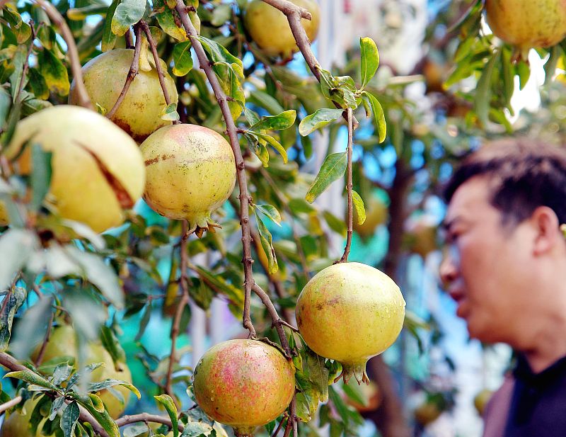 石榴裂果什么原因怎么防治,石榴裂果及解决方法