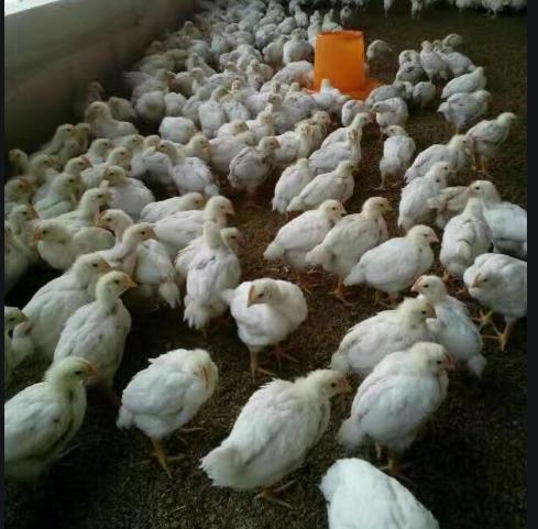 安卡拉病心包积液图片,心脏出血引起的心包积液