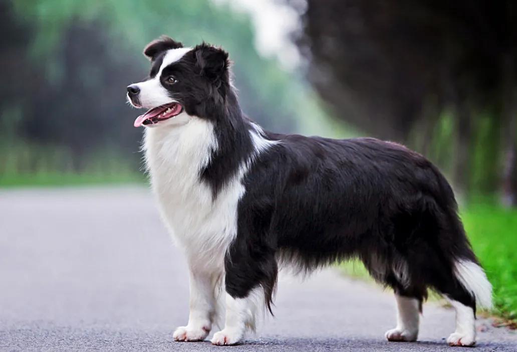 边牧犬的遗传病,边牧犬的先天缺陷