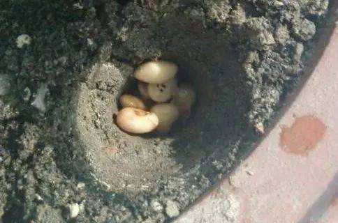 什么花卉适合用煮熟的黄豆当肥料,黄豆怎么处理给花做肥料