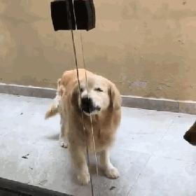 纯种狗怎么来的,怎样培育纯种狗