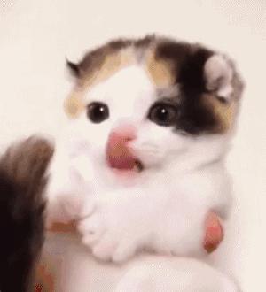 数千人投资喵喵app养猫后血本无归,数千人网上养猫被骗视频