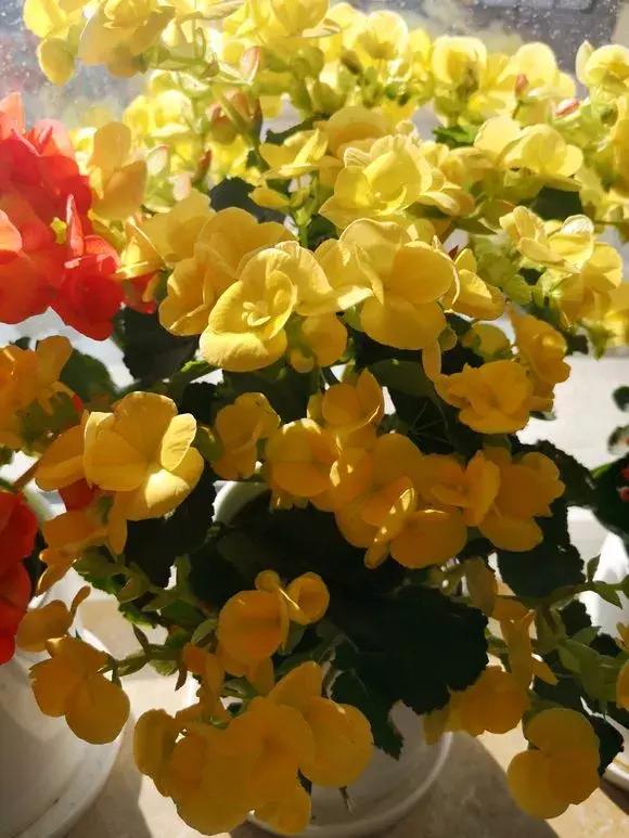 6种花不宜浇水,几种花不能给叶子喷水