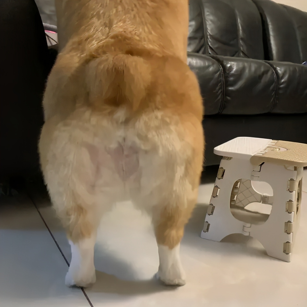 哈哈哈哈哈我笑到我家的狗偷开邻居家的车送我去精神病院