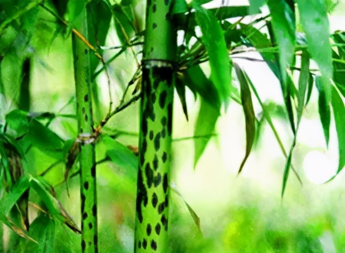 中国远古历史三皇五帝夏商周,五帝是中国古代传说中的上古帝王