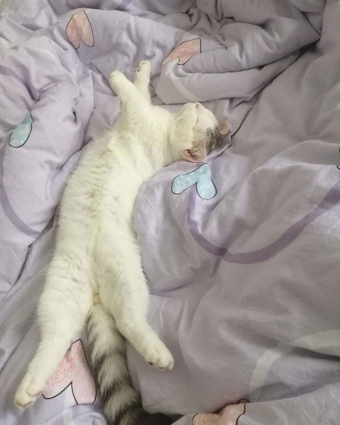 猫咪不同的睡姿,表达的情绪可不一样,快看看你家猫咪属于哪种？