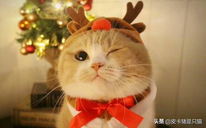 天热给猫降温,猫咪热天怎么养