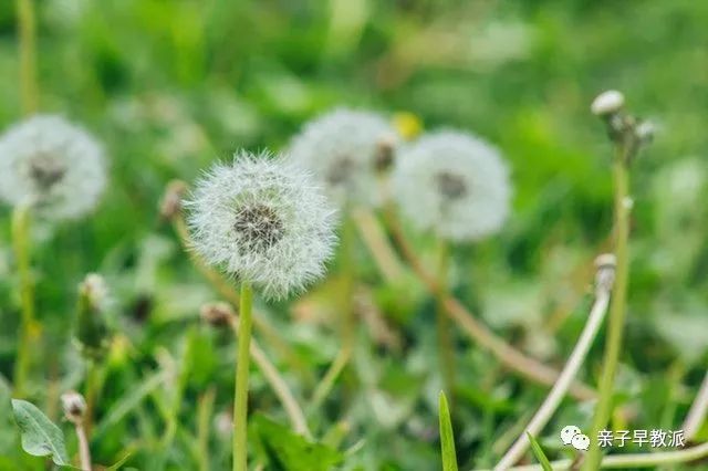 什么是早教包含什么,什么是早教有哪些内容