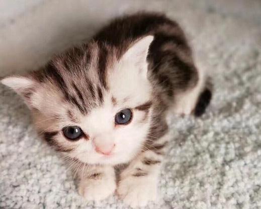 猫咪生病的各种药,猫咪生病物品消毒