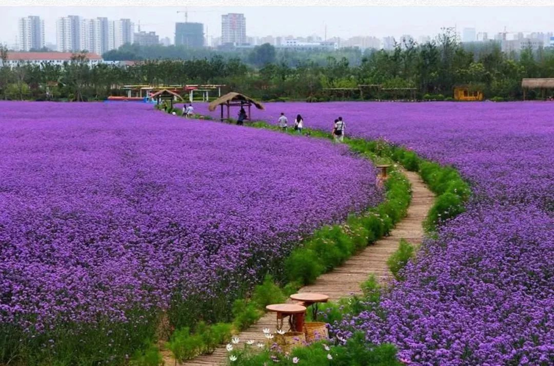 东莞麻涌大湾区,东莞麻涌田园生活
