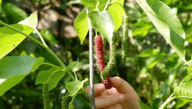 四季果桑有几个品种,新手种果桑哪个品种最好