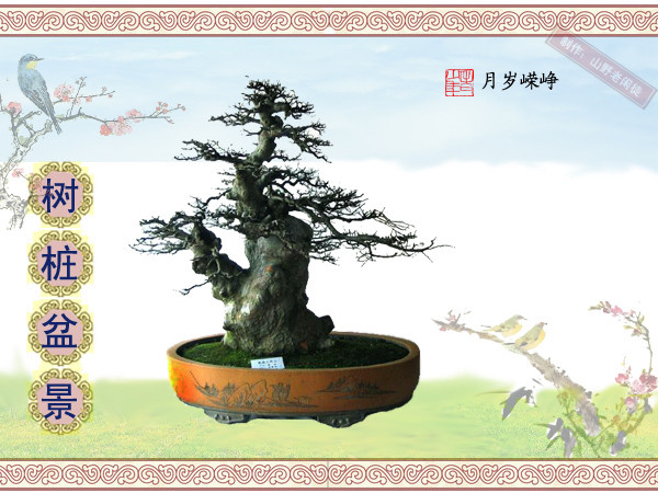 高山杜鹃花老树桩盆景,大树桩盆景欣赏