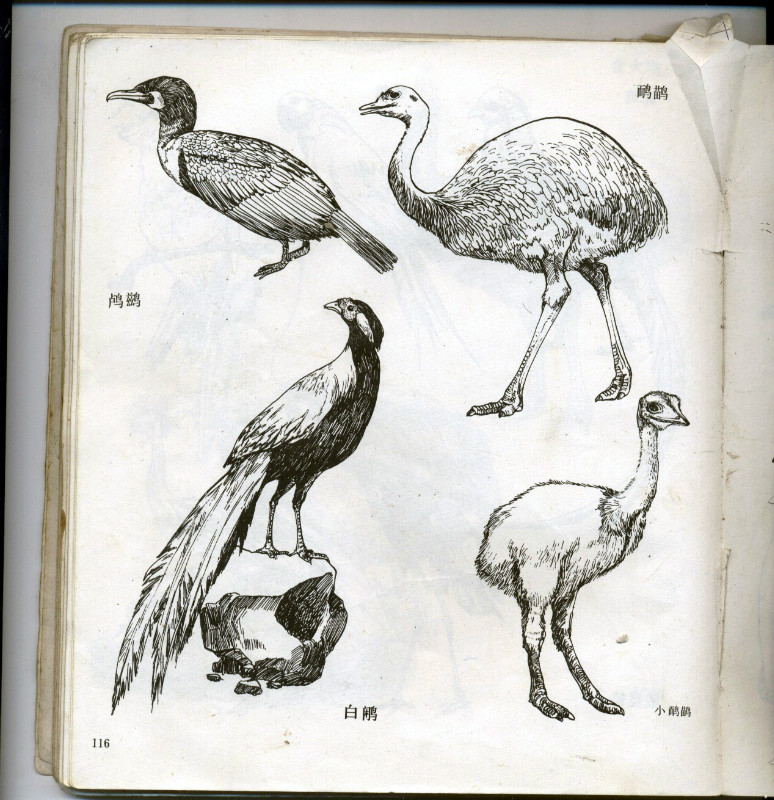 一百幅动物素描,近百幅动物画