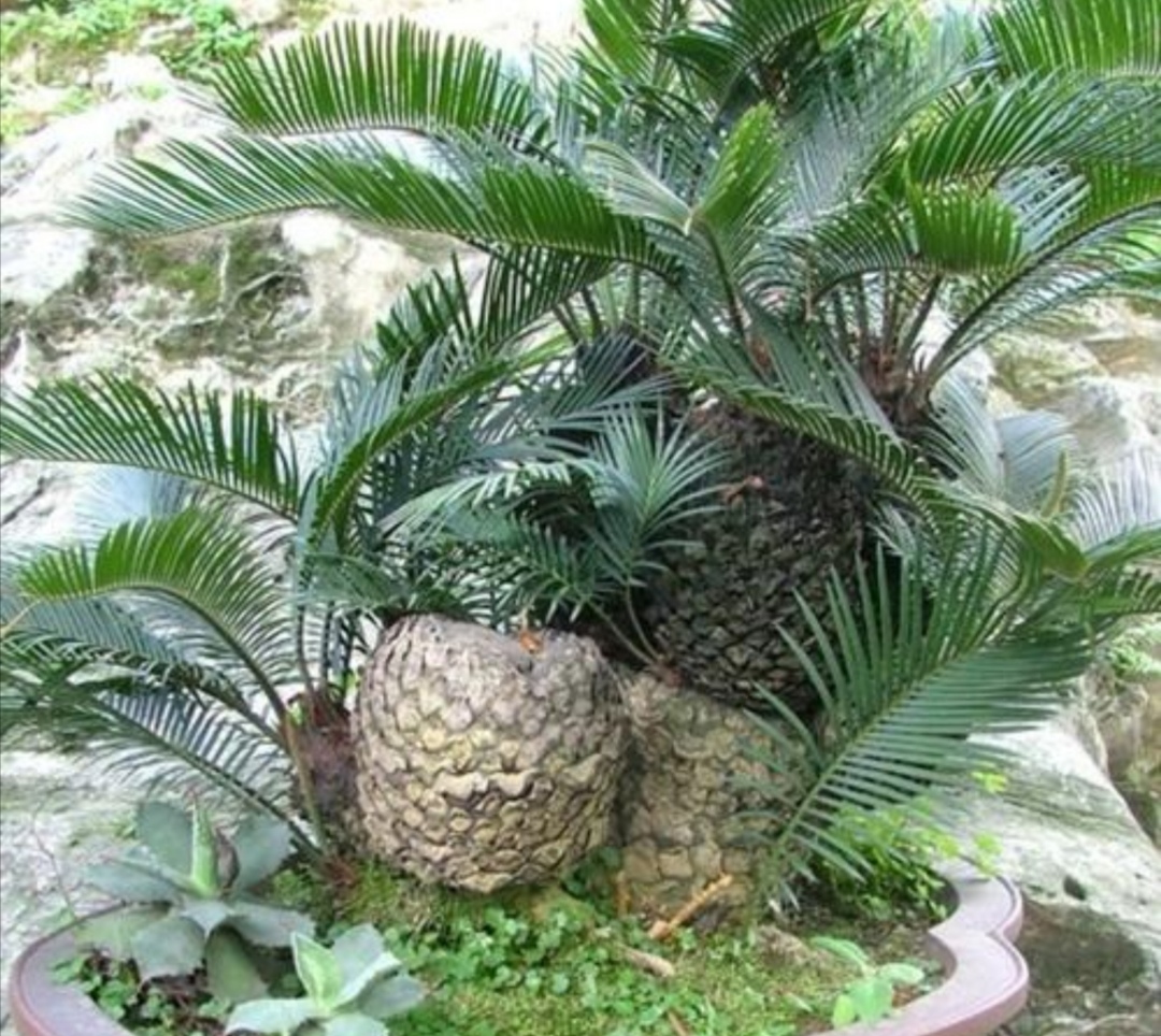 苏铁盆栽养殖方法和技术,苏铁树盆栽养殖方法