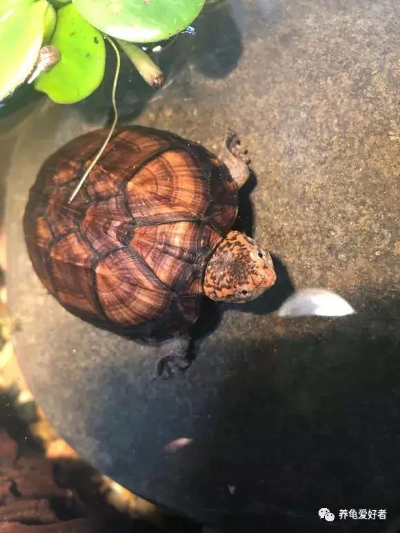 龟龟到家总是乱爬怎么办,龟无缘无故死亡