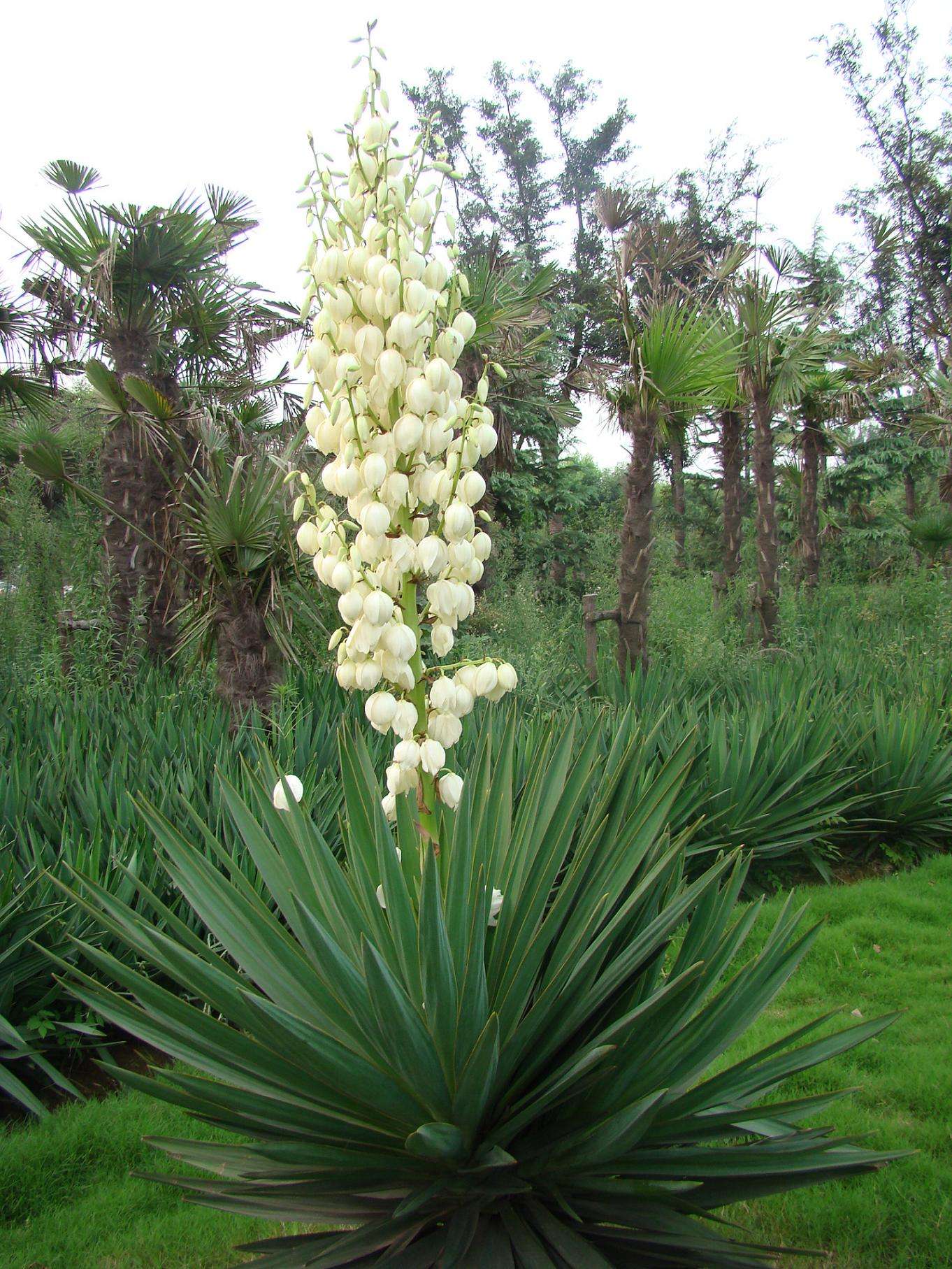 100种常见花卉图谱，收藏起来慢慢看，从此识花不求人