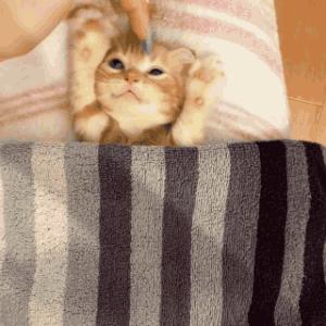 粘人的小奶猫,小奶猫守着铲屎官做作业