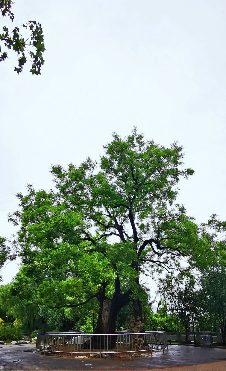 鍖椾含绉樺,鍖椾含绉樺涔嬫梾