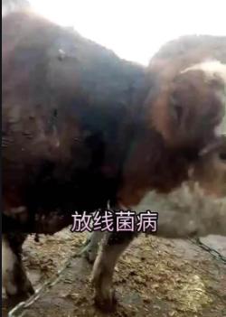 养牛不能忽略的几个问题,养牛人一定要警惕