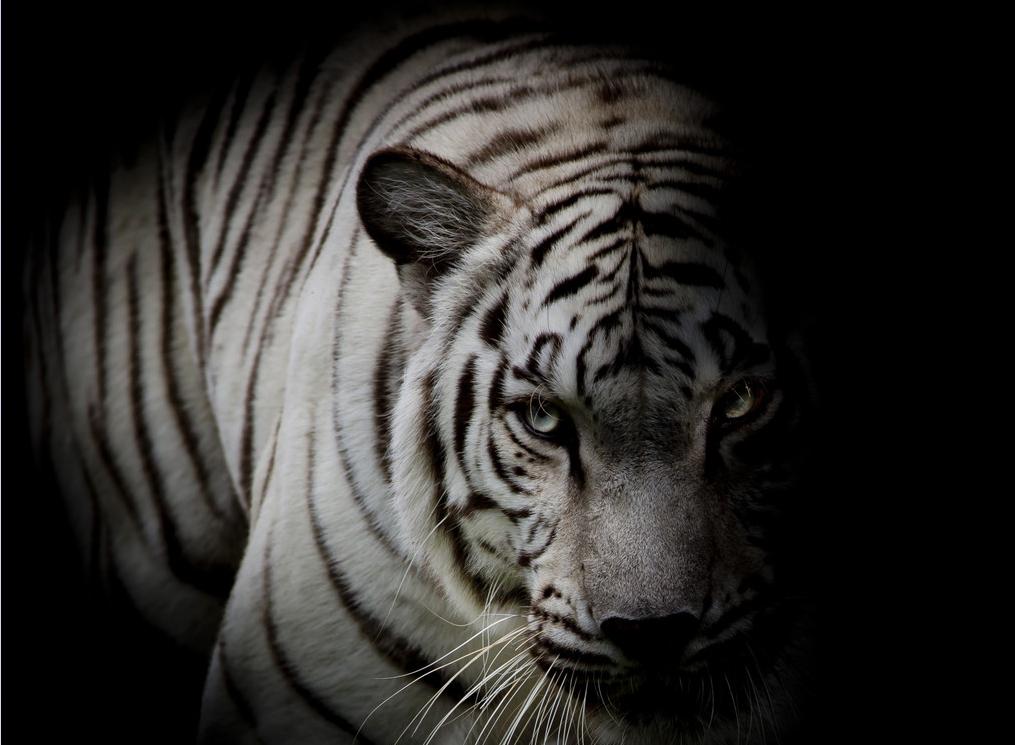 阿里B系“两把斧”迎战社区电商