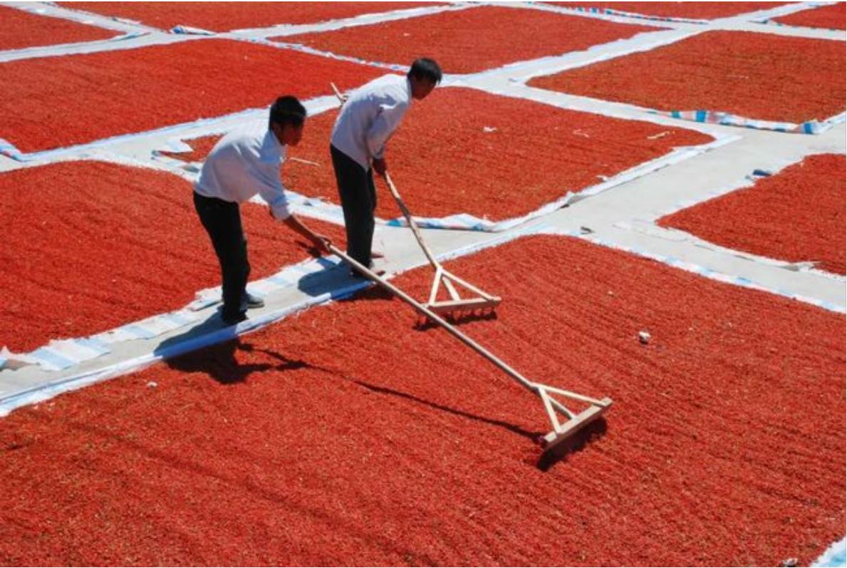 新疆精河县枸杞国家地理标志产品,新疆古丝绸之路精河