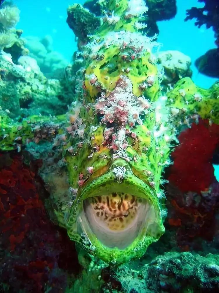 神秘的顶级海底照片难得一见,罕见海底美人照片